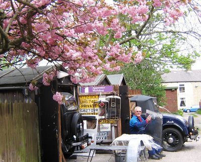 Cherry tree.JPG
